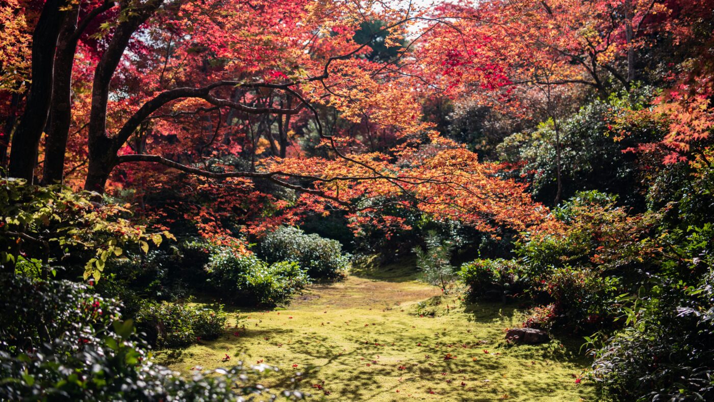Japan Autumn Foliage: The Honest Timing Guide