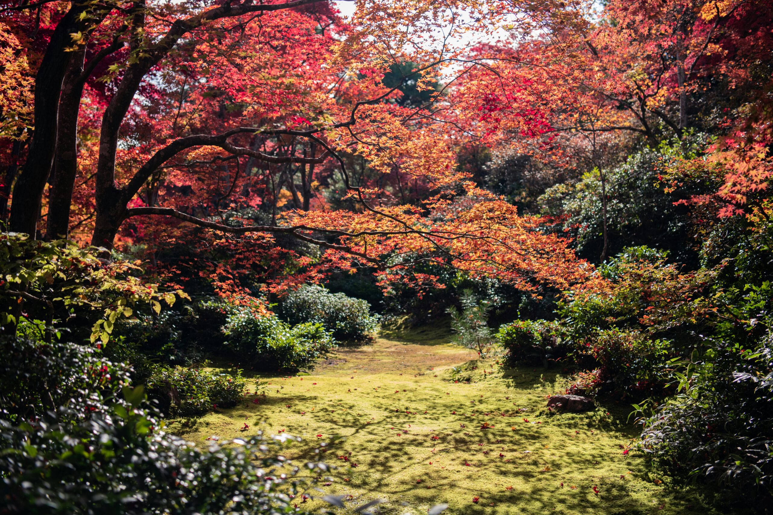 Red maple leaves framing a tranquil garden path in Kyoto during peak autumn foliage season
