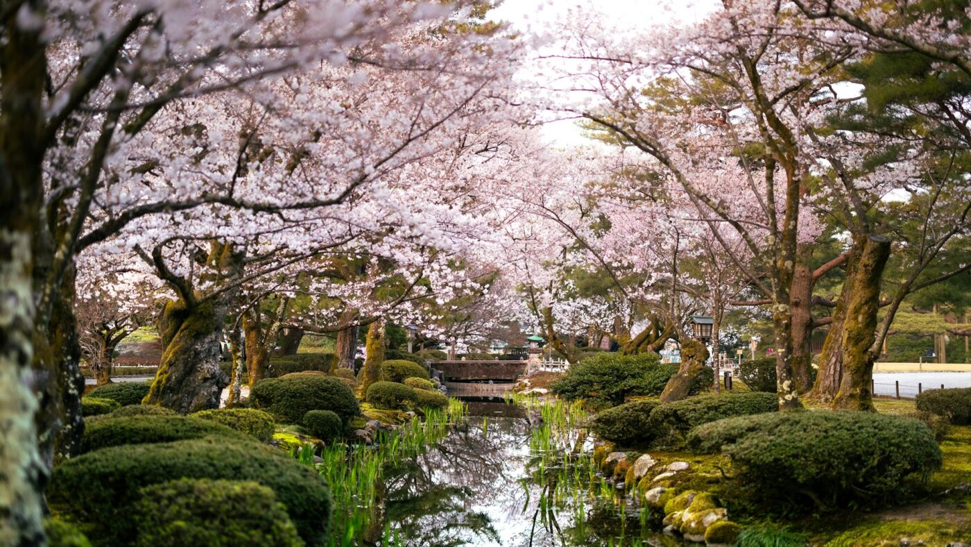 Kanazawa Cherry Blossoms: The Garden Goes Free While Kyoto Crowds Out