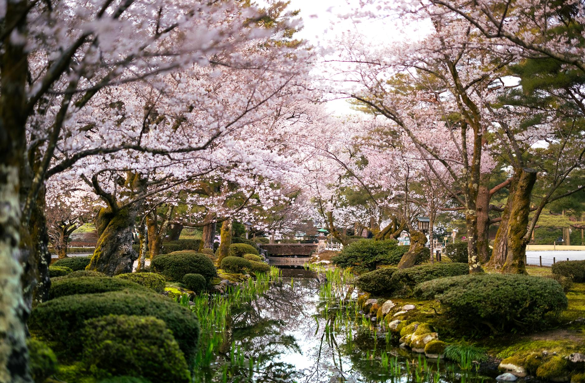 Cherry blossom trees in bloom at Kenroku-en garden in Kanazawa, Japan